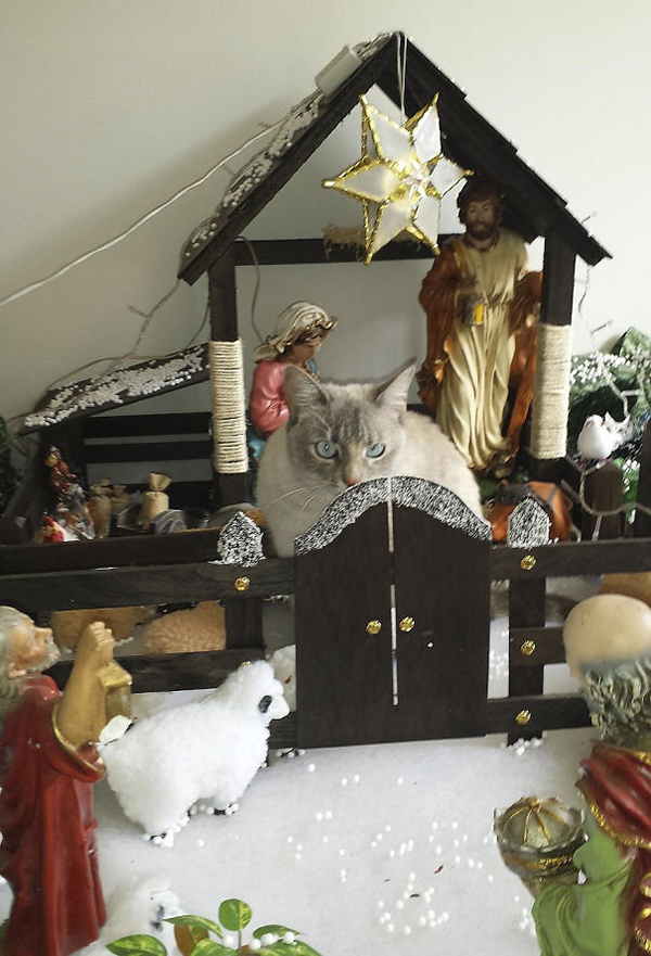 huge sheep in the nativity scene