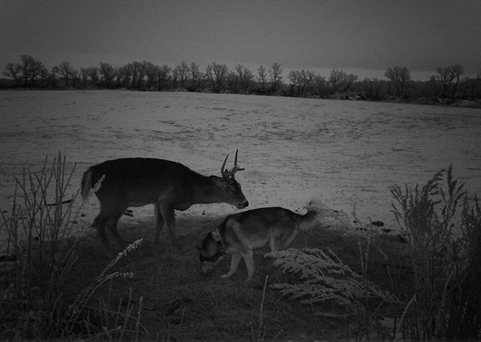 koda and the buck sniff the ground together