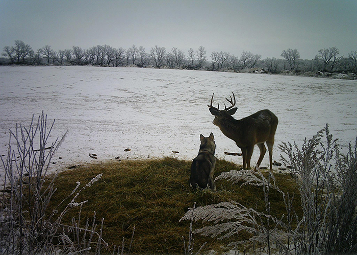 koda and the buck stare off into the distance while sitting in a patch of grass