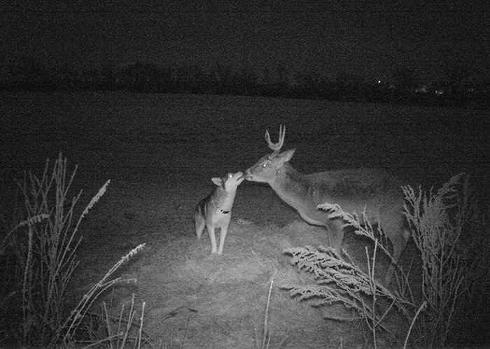 koda licks the snout of the buck