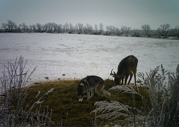 koda sniffs the ground while the buck eats the grass