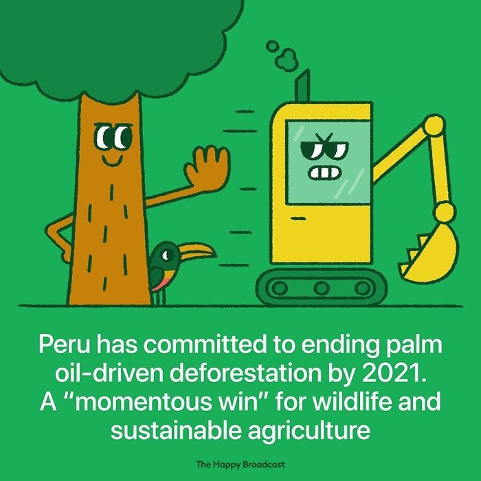 mauro gatti illustrations peru deforestation