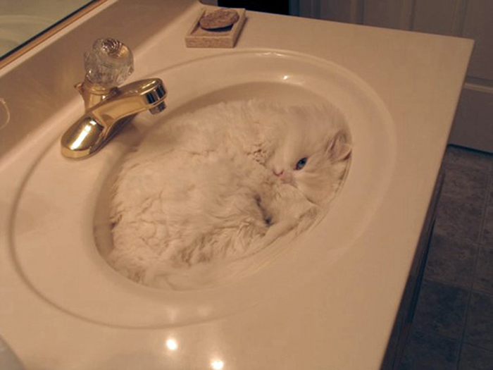 ninja cats bathroom sink