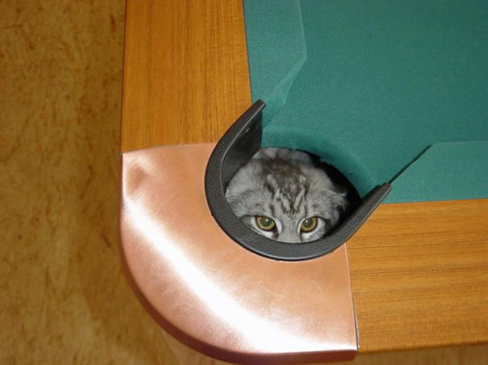 ninja cats billiard hole