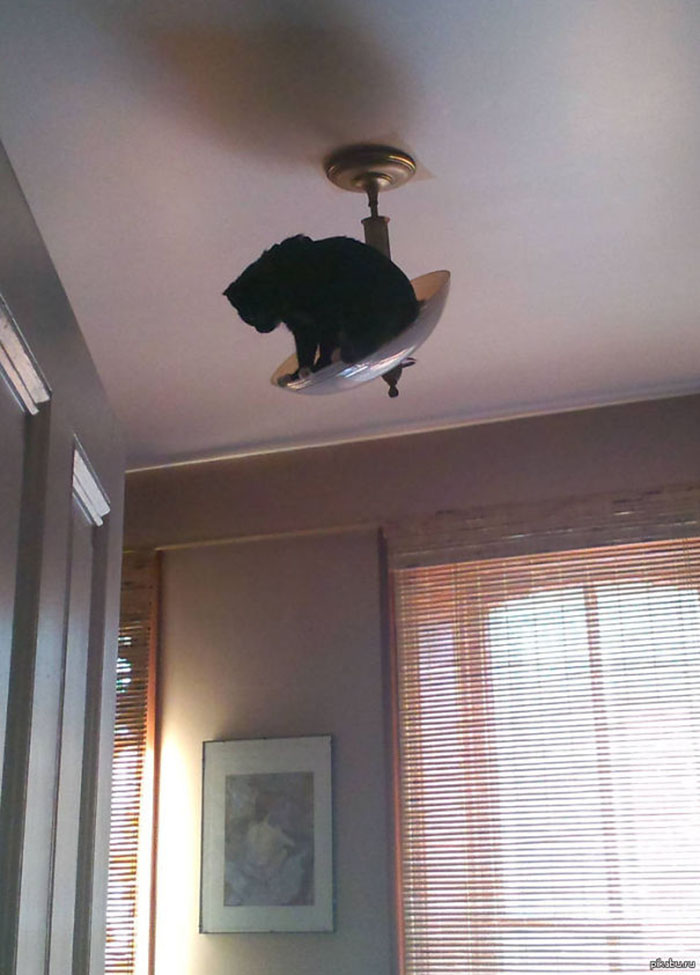 ninja cats chandelier