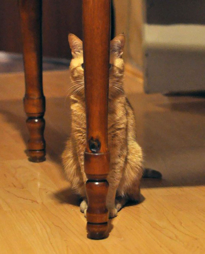 ninja cats clever hiding