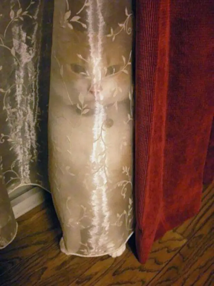 ninja cats curtain