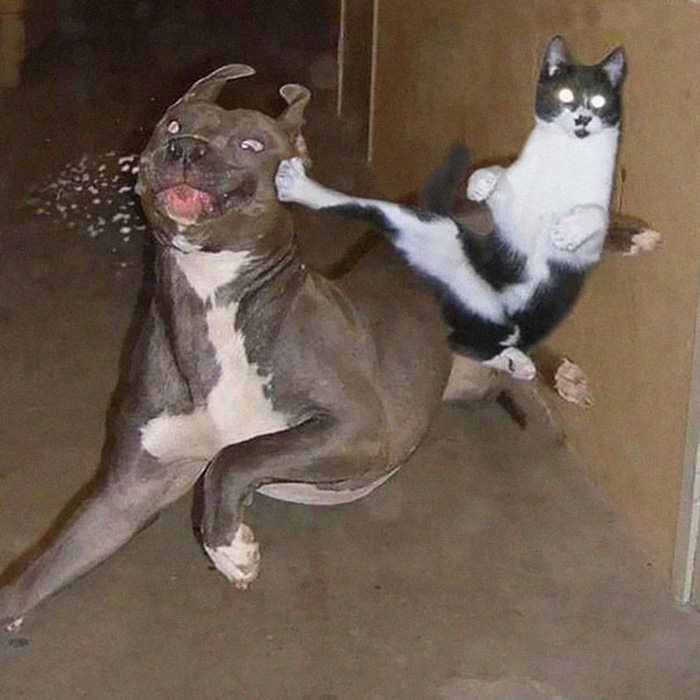 ninja cats flying kick