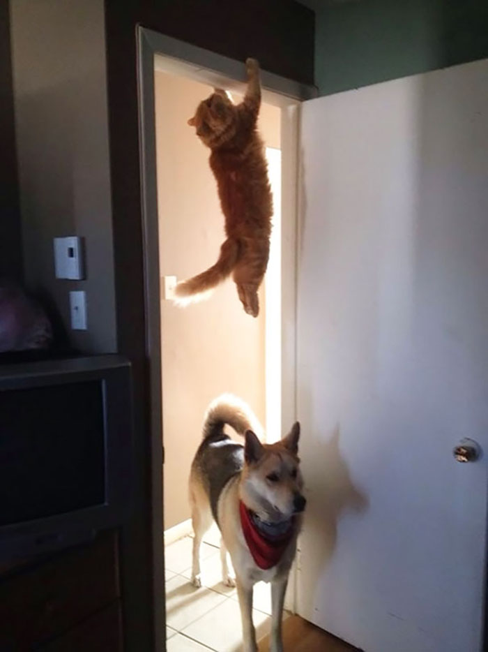 ninja cats hanging door