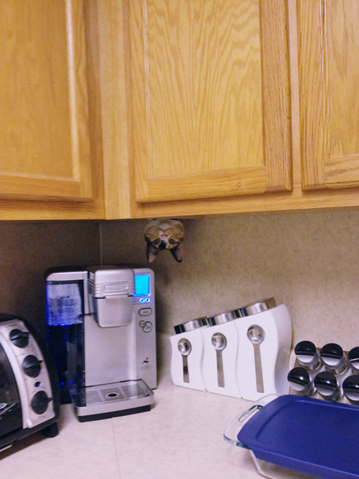 ninja cats kitchen