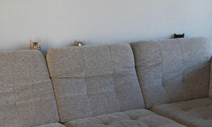 ninja cats sofa hiding