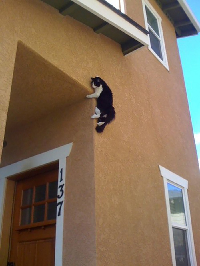 ninja cats wall cling