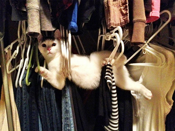 ninja cats wardrobe