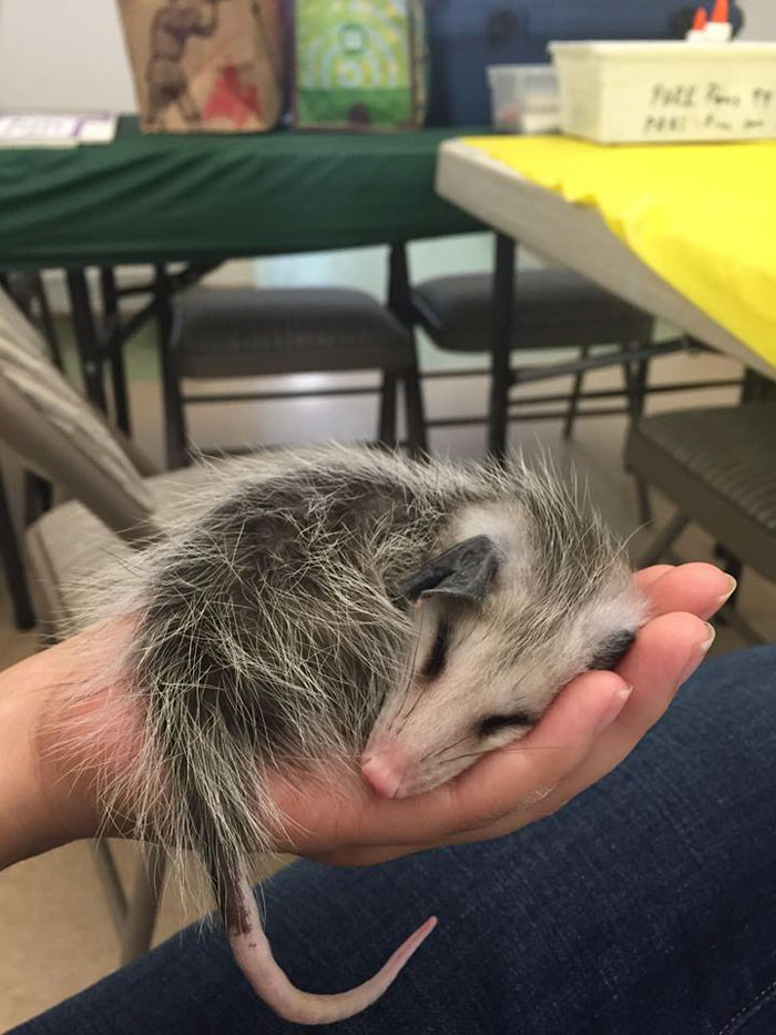 opossum curled up in a man's hand