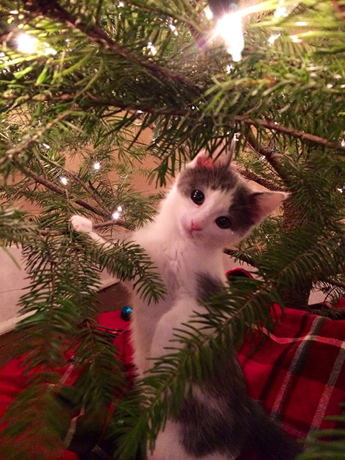 pets destroying christmas kitten tree