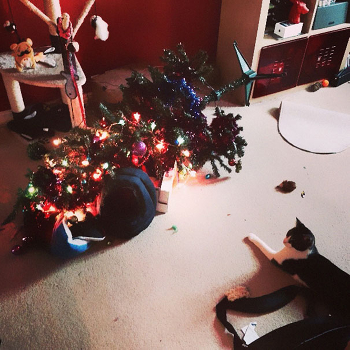 pets destroying christmas kitty wins