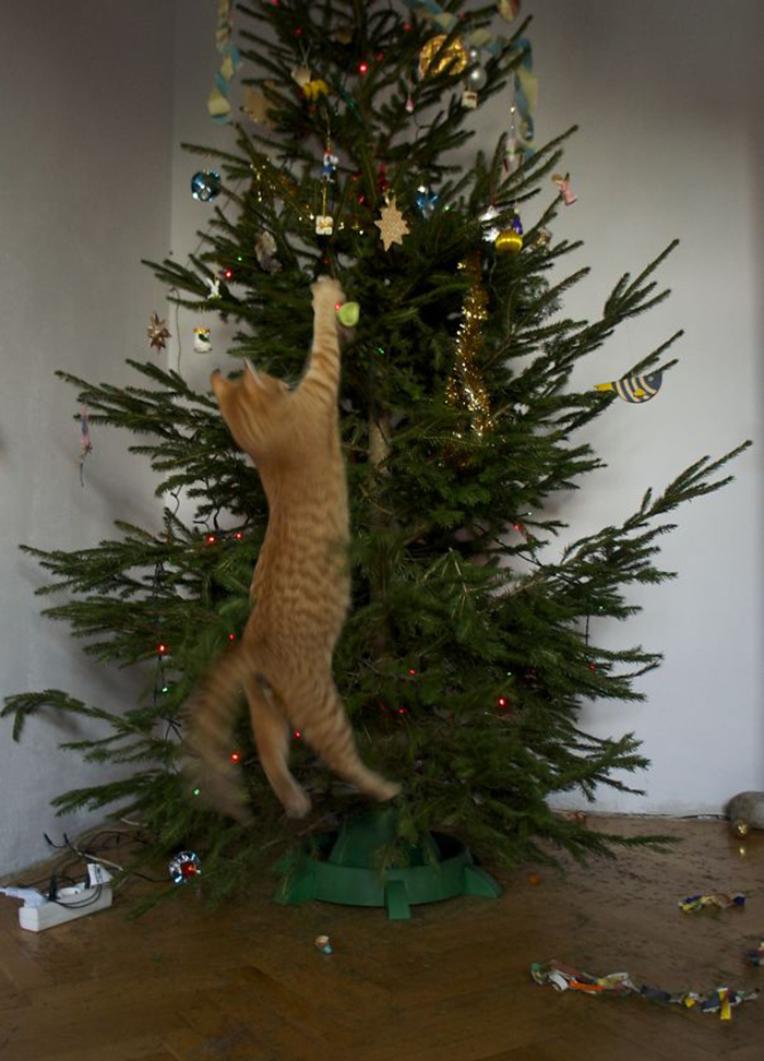 pets destroying christmas undressing the tree