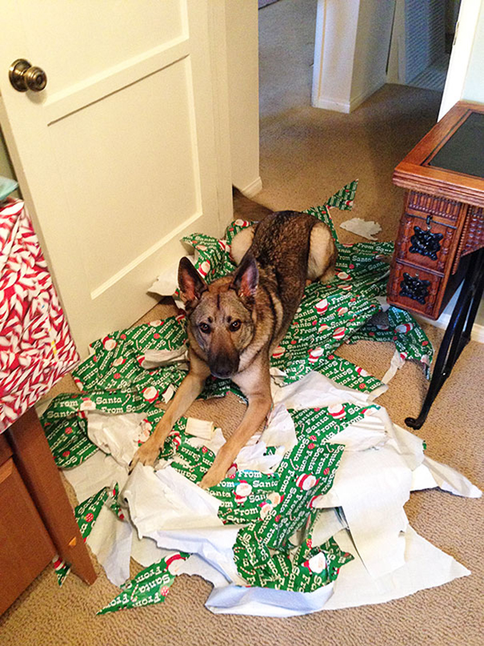 pets destroying christmas unwrapping presents