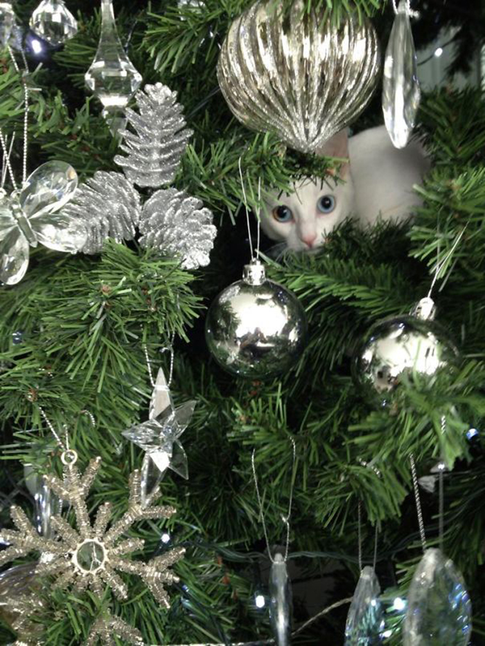 pets destroying christmas white catistmas