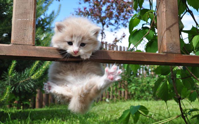 sneaky hiding kitty fence hanger