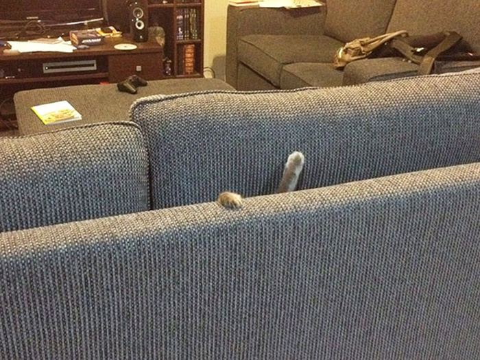 sneaky hiding kitty sofa