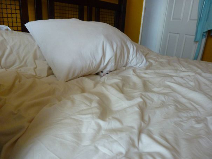 sneaky hiding kitty under pillow