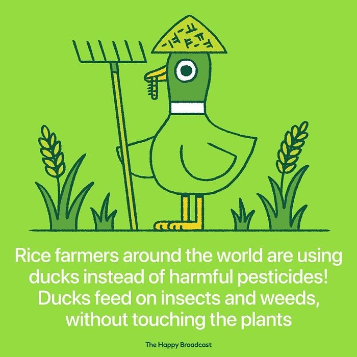 the happy broadcast duck pesticides