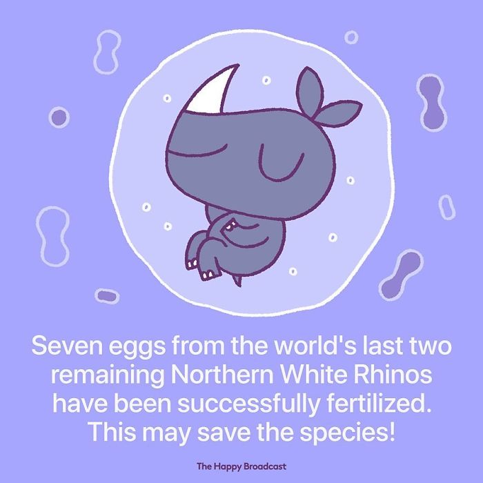 the happy broadcast northern white rhinos