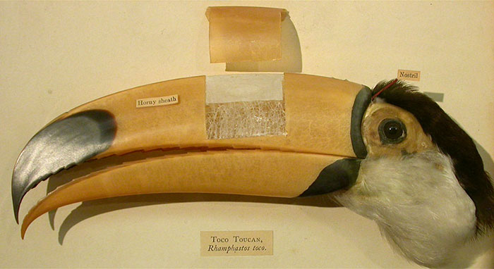 toucan facts beak anatomy