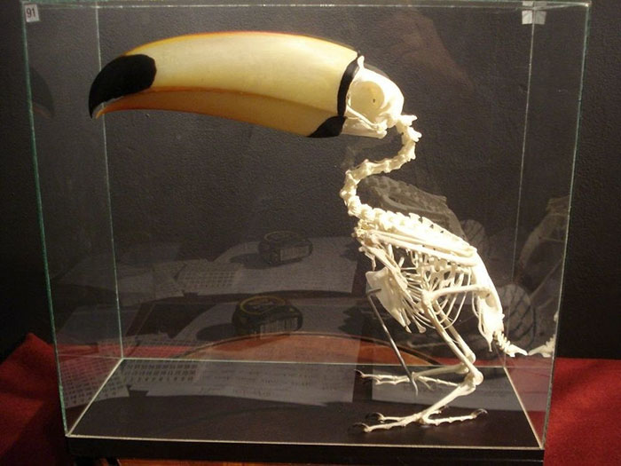 toucan facts beak body skeleton comparison