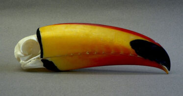 Everyone Is Suddenly Realizing Toucans Are Weirder Than They Thought