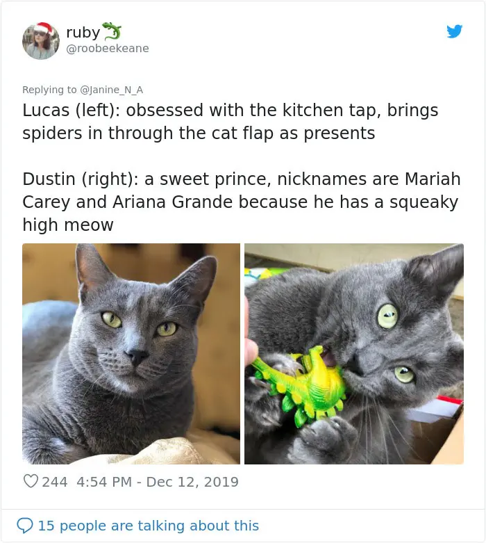 twitter story cats lucas and dustin