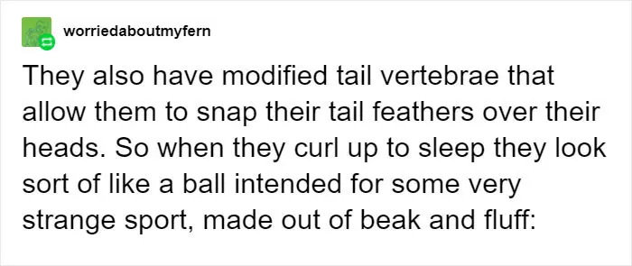 weird bird tumblr thread comment worriedaboutmyfern