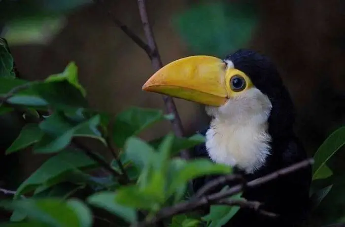 young toucan bird