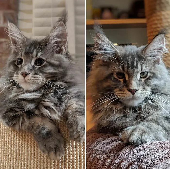 13-week-old Kitten VS 14-week-old Kitten