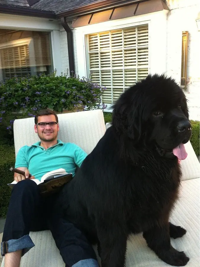 150 pound lapdog