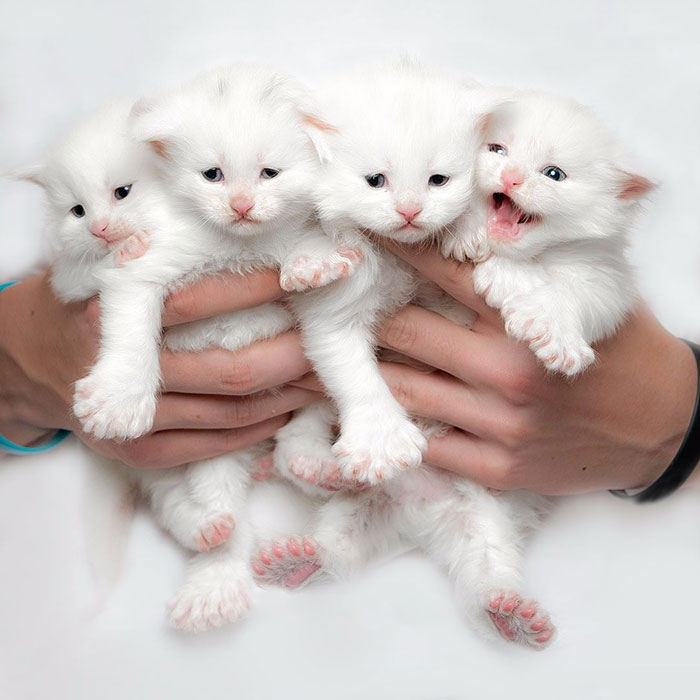 4 White Kittens