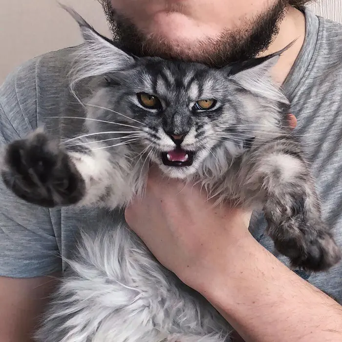 Angry-looking Maine Coon Kitten