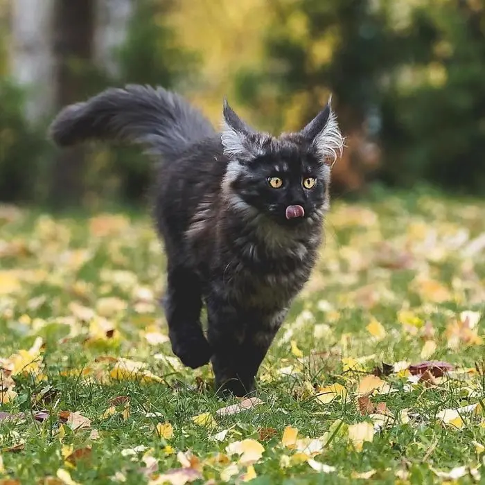 Black Maine Coon Kitten on Grass