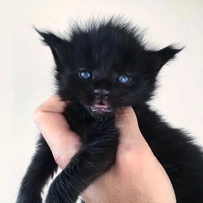 Black Maine Coon Kitten with Blue Eyes