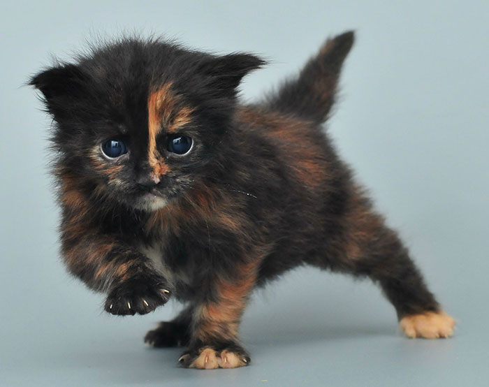 Black Maine Coon Kitten with Orange Stripe on Face