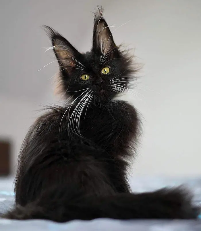 Black Maine Coon Kitten
