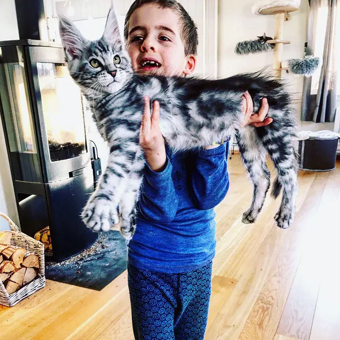 Boy Holding a Kitten