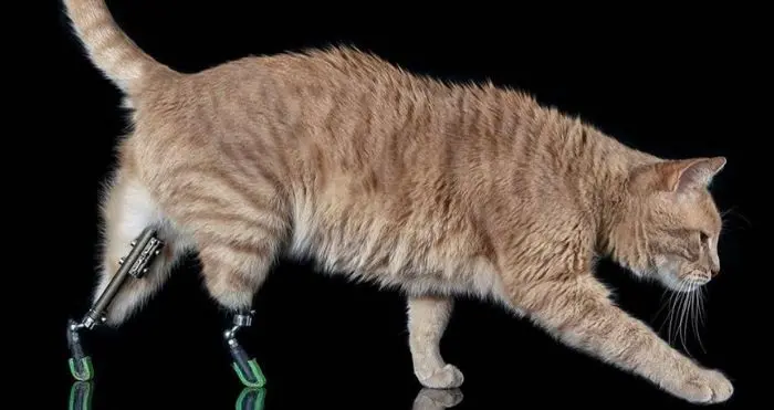 Cat With Prosthetic Back Legs