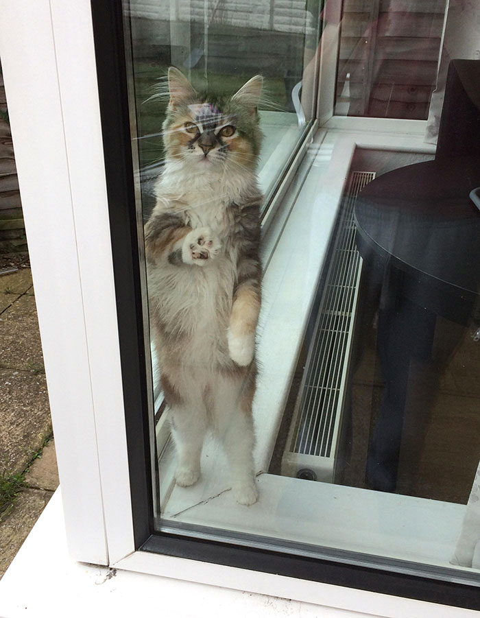 Cat by the Window