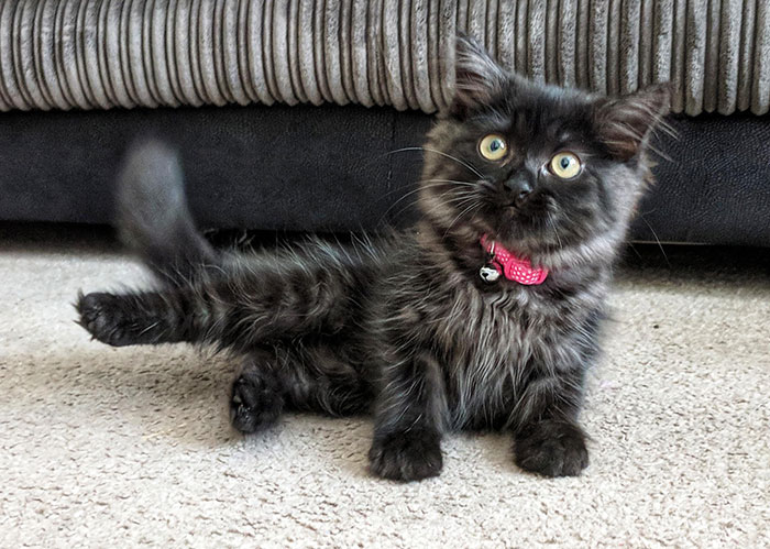 Dark Gray Maine Coon Kitten with Red Collar