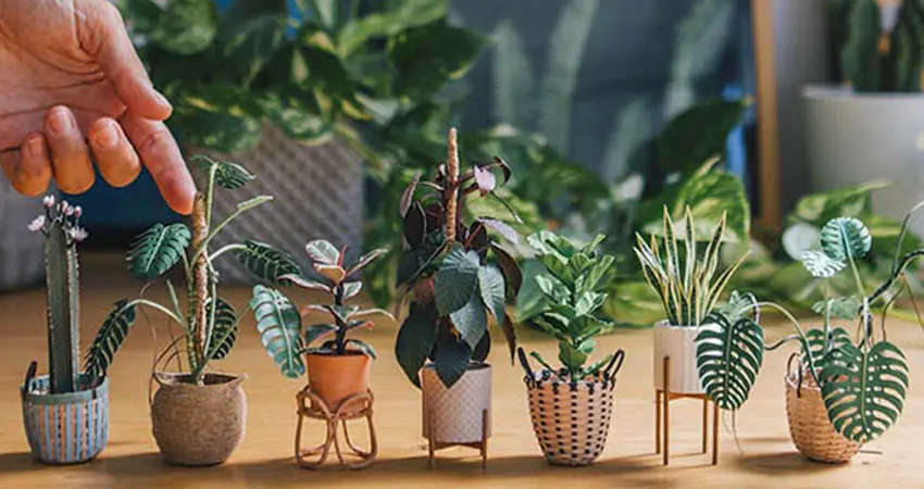Detailed Paper plants