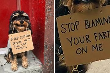 Dog with sign