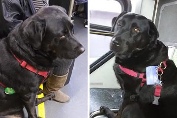 Eclipse dog on bus