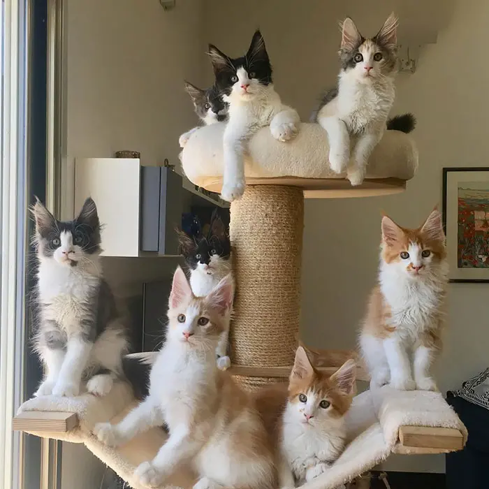 Eight Maine Coon Kittens on a Cat Tree